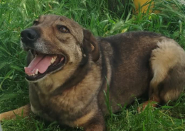 Brownie One Zorro Dogsavior Mai26 1 Beitragsbild