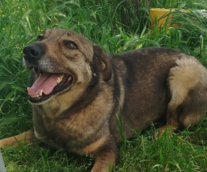 Brownie One Zorro Dogsavior Mai26 1 Beitragsbild