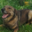 Brownie One Zorro Dogsavior Mai26 1 Beitragsbild