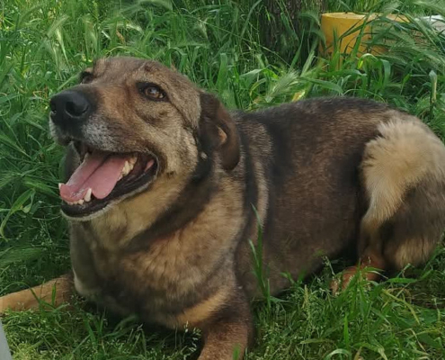 Brownie One Zorro Dogsavior Mai26 1 Beitragsbild