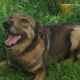 Brownie One Zorro Dogsavior Mai26 1 Beitragsbild
