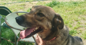 Brownie One Zorro Dogsavior Mai26 1 Social Media