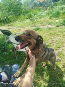 Brownie One Zorro Dogsavior Mai26 2