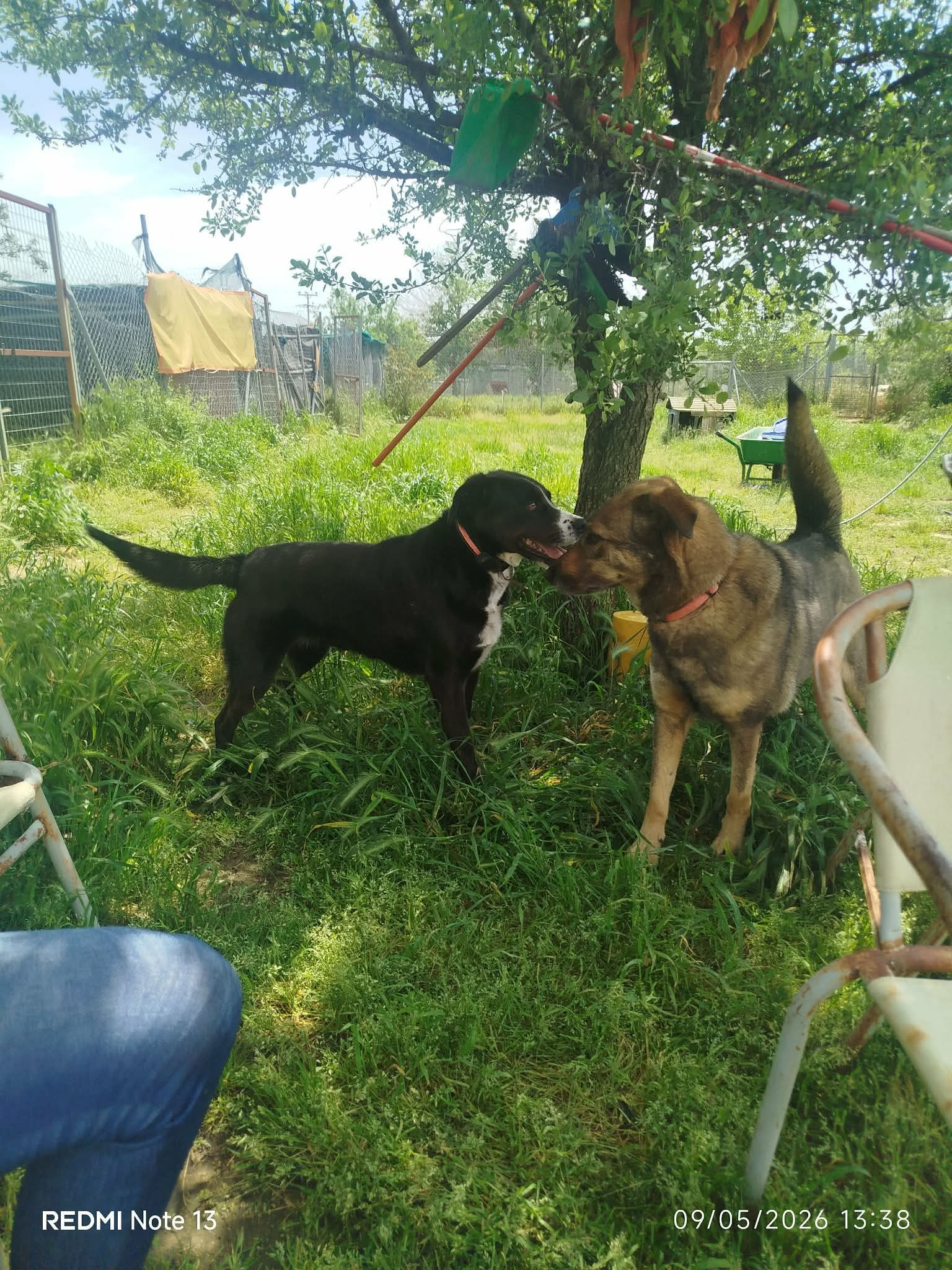 Brownie One Zorro Dogsavior Mai26 4
