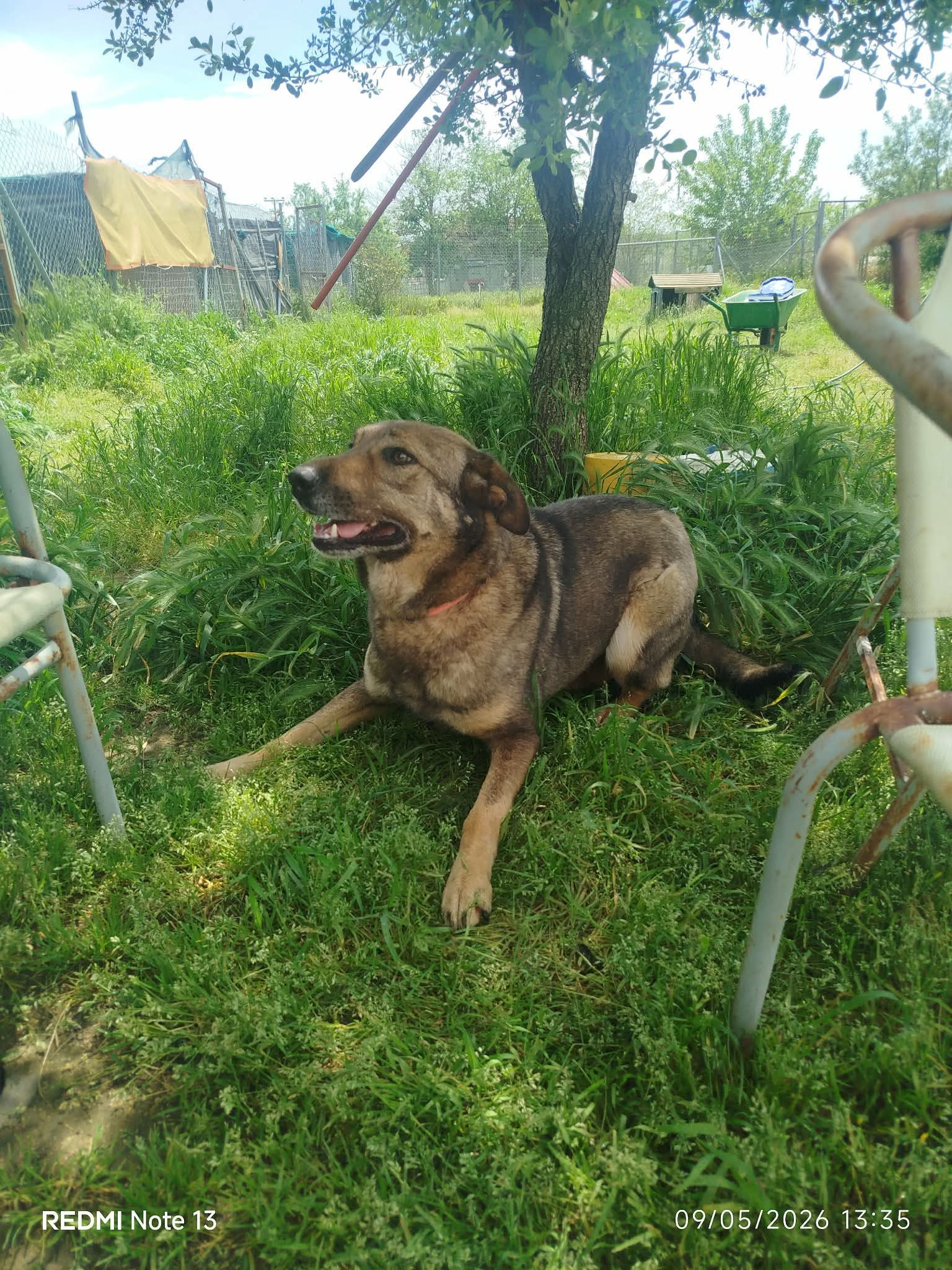 Brownie One Zorro Dogsavior Mai26 5