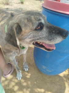 DollyOne Zorro Dogsavior Okt25 1