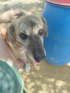 DollyOne Zorro Dogsavior Okt25 2