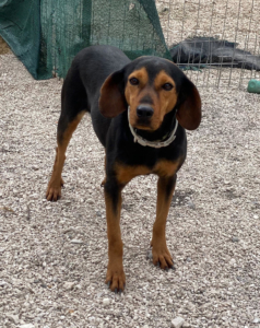 Fee Zorro Dogsavior Aug25 1