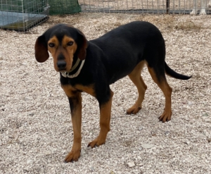 Fee Zorro Dogsavior Aug25 2