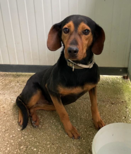 Fee Zorro Dogsavior Aug25 3