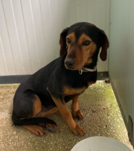 Fee Zorro Dogsavior Aug25 4