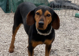 Fee Zorro Dogsavior Aug25 Beitragsbild