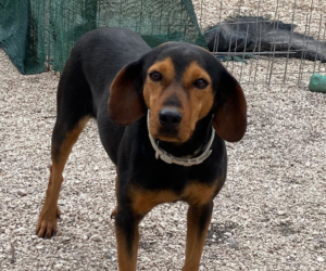 Fee Zorro Dogsavior Aug25 Beitragsbild