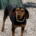Fee Zorro Dogsavior Aug25 Beitragsbild