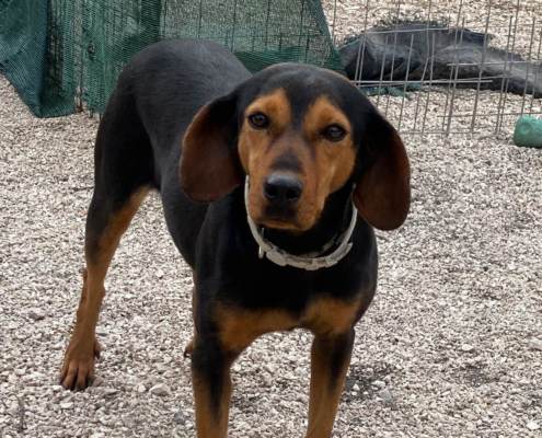 Fee Zorro Dogsavior Aug25 Beitragsbild