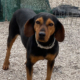 Fee Zorro Dogsavior Aug25 Beitragsbild