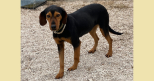 Fee Zorro Dogsavior Aug25 Social Media