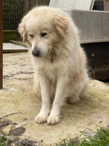 Fido Zorro Dogsavior Aug25 2