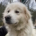 Fido Zorro Dogsavior Aug25 Beitragsbild