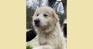 Fido Zorro Dogsavior Aug25 SocialMedia