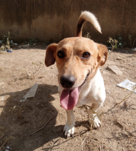 Freddy Zorro Dogsavior Aug25 1