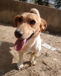 Freddy Zorro Dogsavior Aug25 2