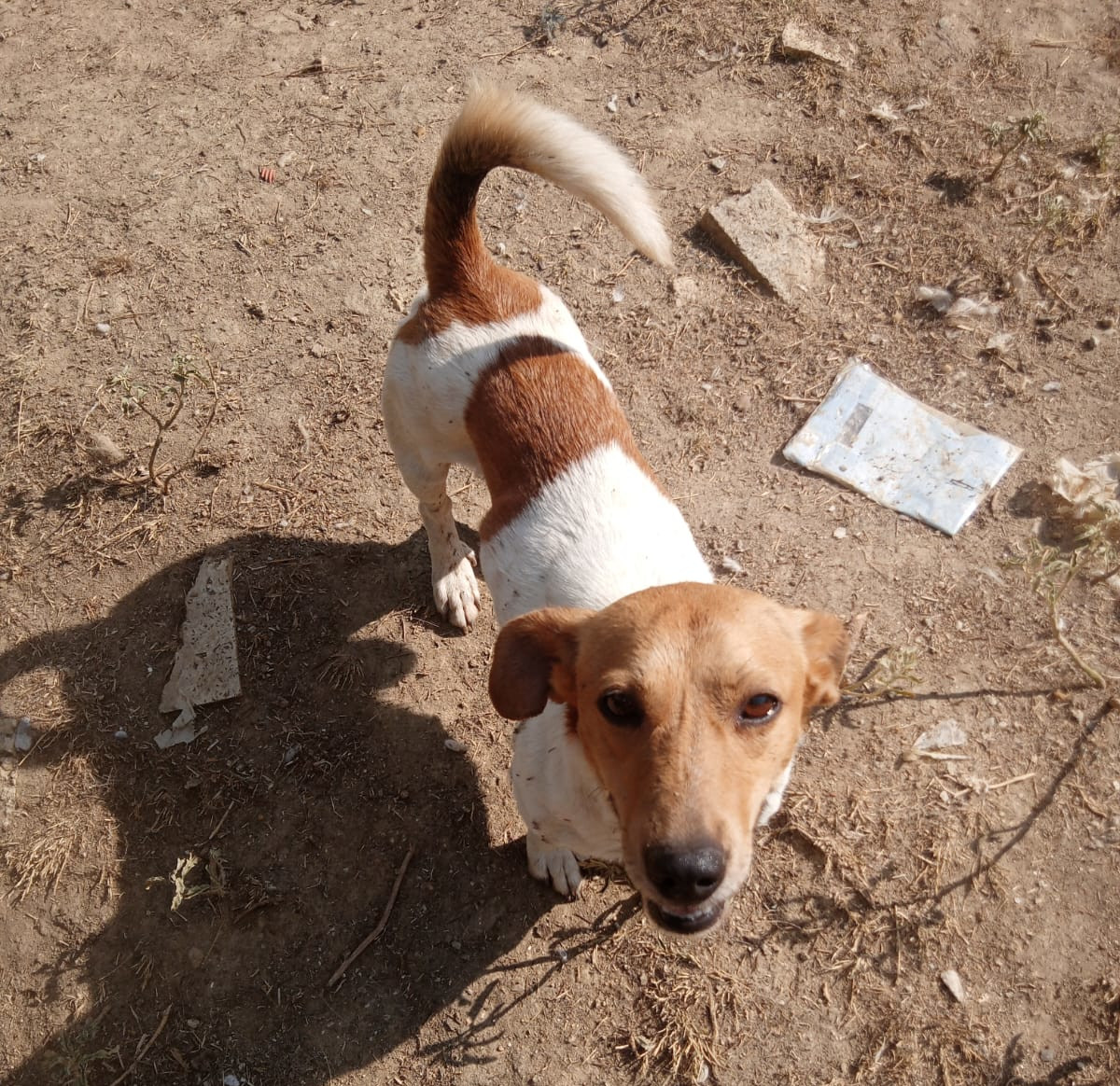 Freddy Zorro Dogsavior Aug25 3