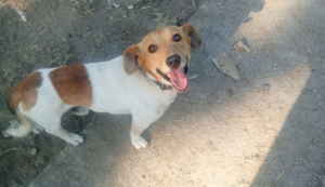 Freddy Zorro Dogsavior Aug25 4