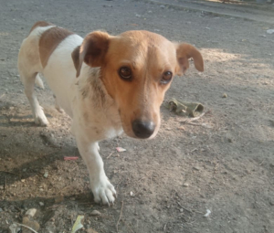 Freddy Zorro Dogsavior Aug25 5