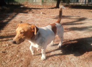 Freddy Zorro Dogsavior Aug25 7