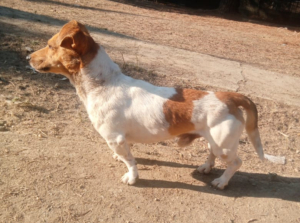 Freddy Zorro Dogsavior Aug25 8