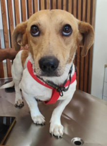 Freddy Zorro Dogsavior Aug25 9