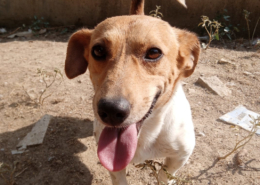 Freddy Zorro Dogsavior Aug25 Beitragsbild