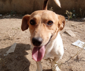 Freddy Zorro Dogsavior Aug25 Beitragsbild
