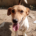 Freddy Zorro Dogsavior Aug25 Beitragsbild