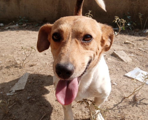 Freddy Zorro Dogsavior Aug25 Beitragsbild