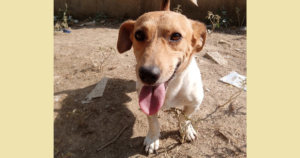 Freddy Zorro Dogsavior Aug25 Social Media