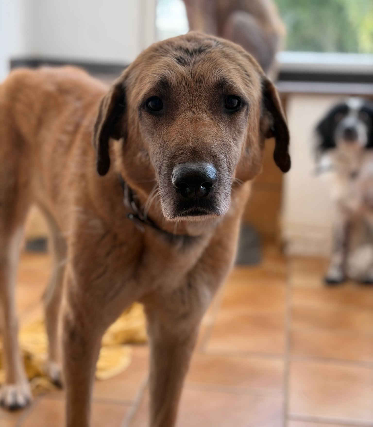 Glykeria Zorro Dogdsavior Jan26 1