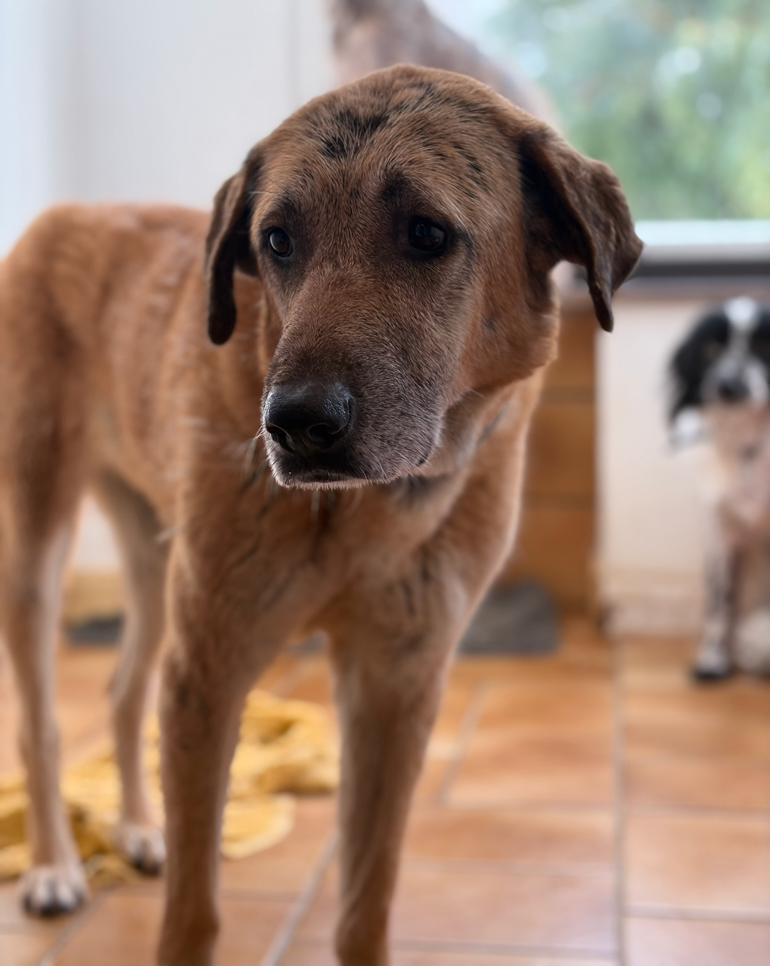 Glykeria Zorro Dogdsavior Jan26 2