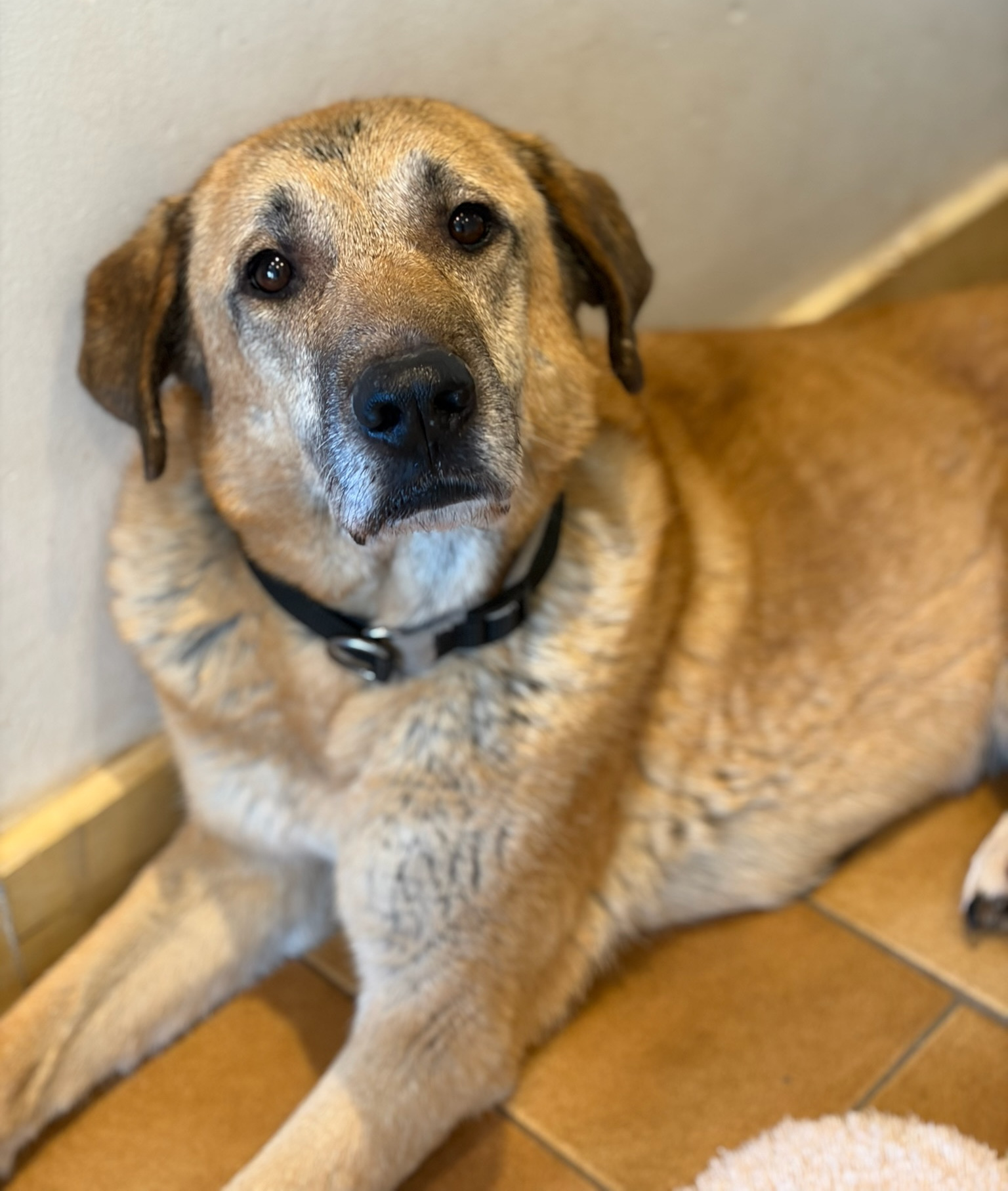 Glykeria Zorro Dogdsavior Jan26 3