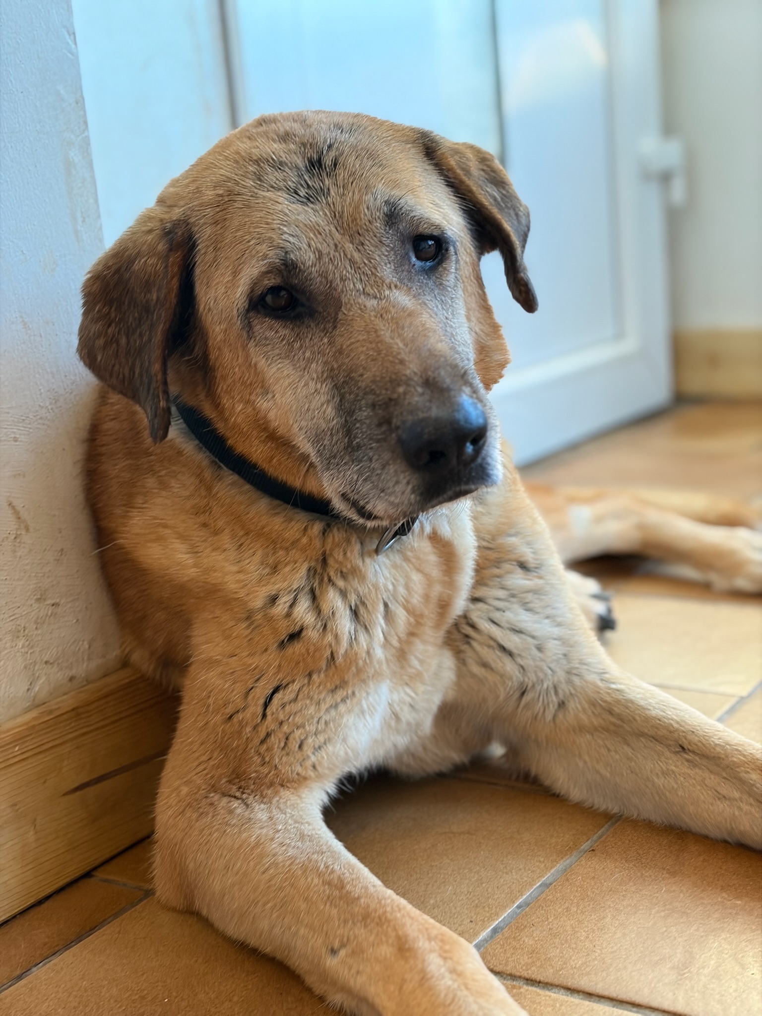 Glykeria Zorro Dogdsavior Jan26 4