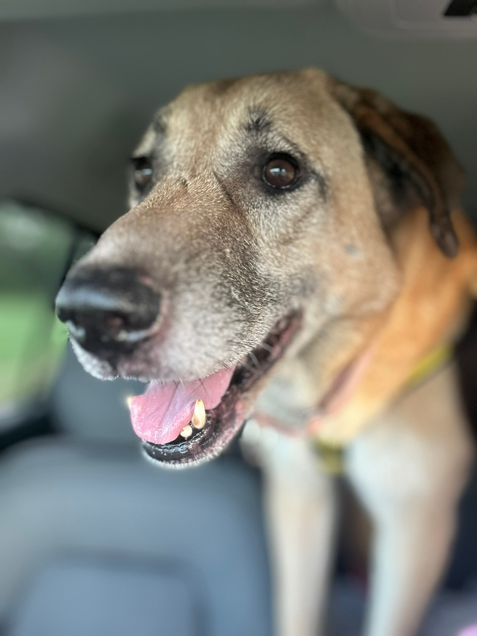 Glykeria Zorro Dogdsavior Jan26 5