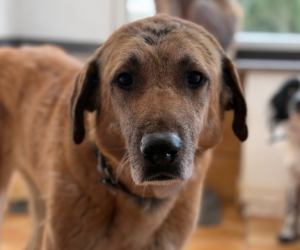 Glykeria Zorro Dogdsavior Jan26 Beitragsbild