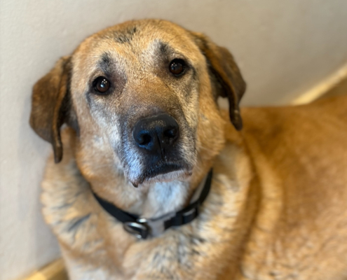 Glykeria Zorro Dogdsavior Jan26 Beitragsbild2