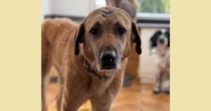 Glykeria Zorro Dogdsavior Jan26 Social Media