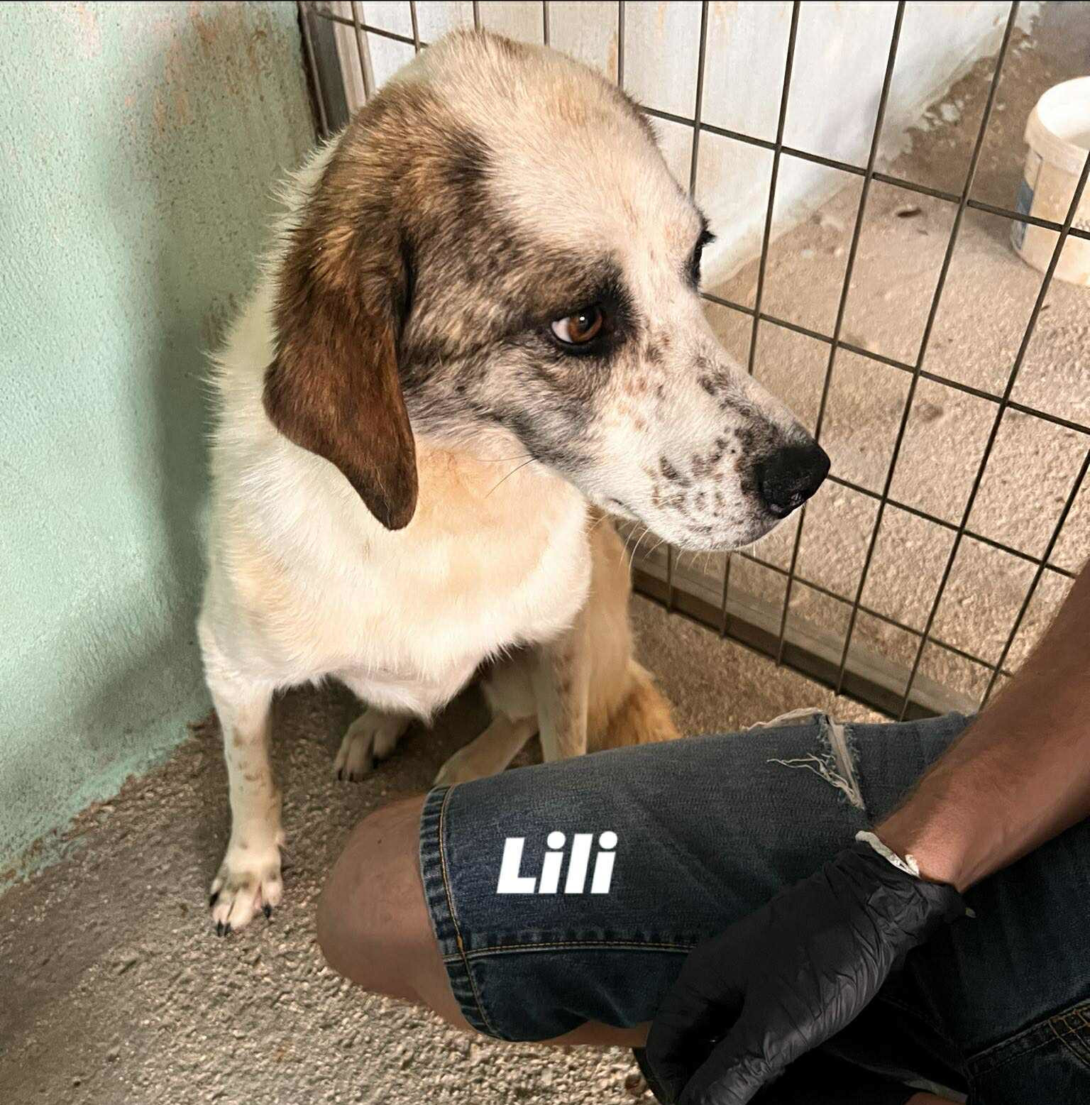 Lilly Zorro Dogsavior Aug25 1