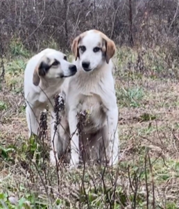 Lilly Zorro Dogsavior Aug25 2