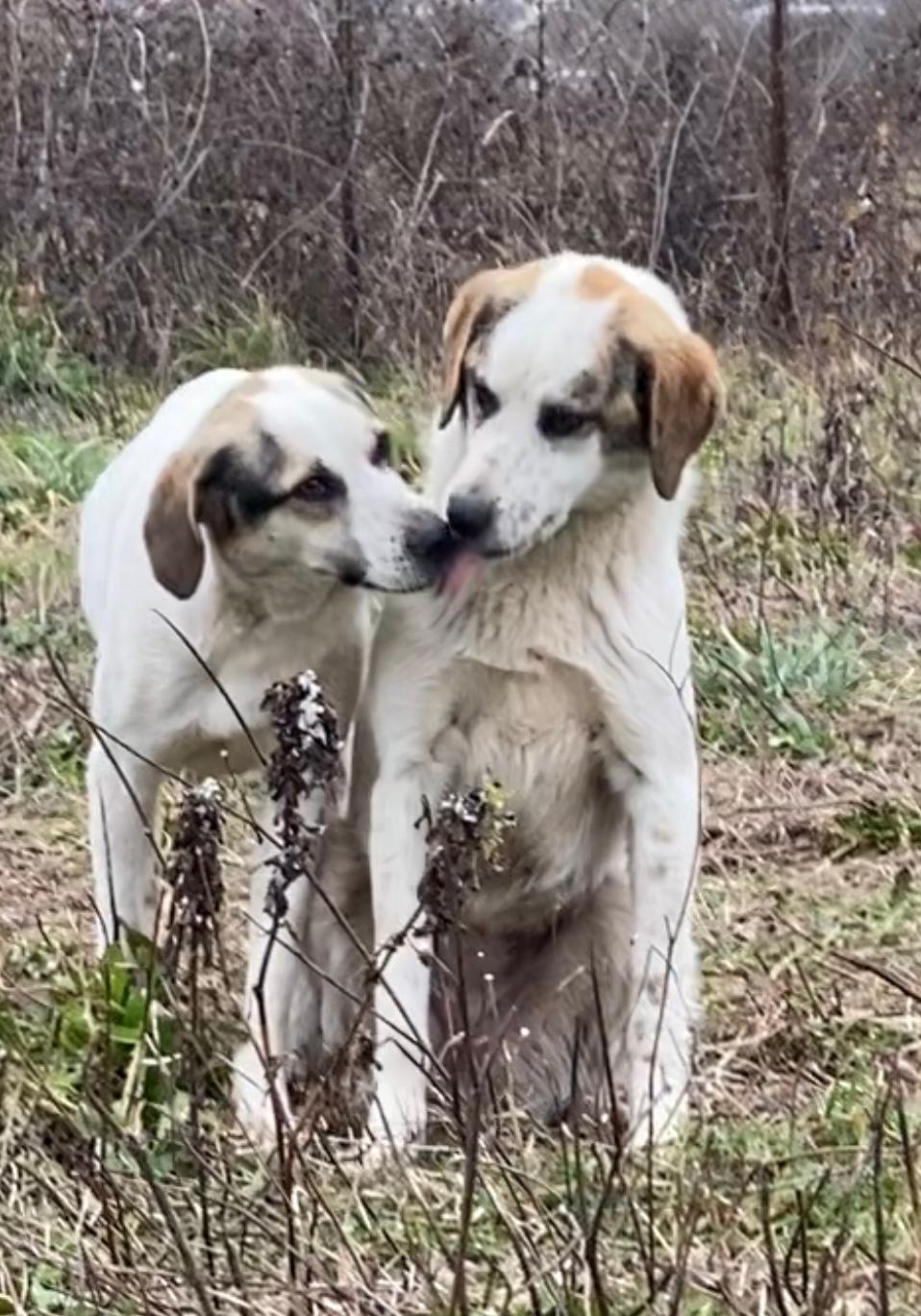 Lilly Zorro Dogsavior Aug25 3