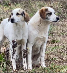 Lilly Zorro Dogsavior Aug25 4