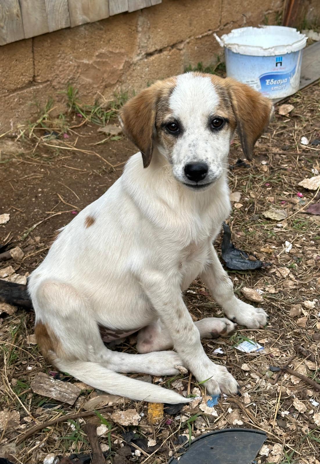 Lilly Zorro Dogsavior Aug25 5